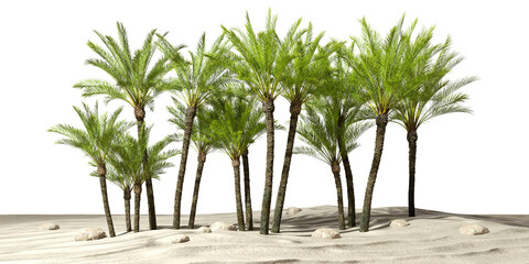 Palm trees forest on sand desert ground cutout backgrounds 3d rendering png © Krit