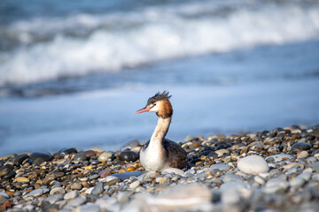 Great crested grebes near sea stones close-up