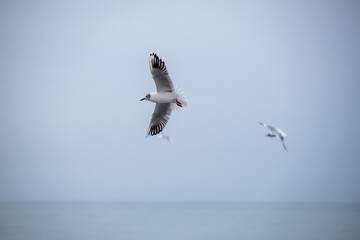 White seagull in flight close-up.