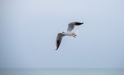 Fototapeta na wymiar White seagull in flight close-up.