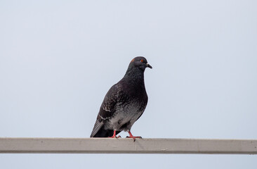 Wild pigeon close-up in the city.