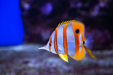 Butterfly fish-tweezers helmon (lat. Chelmon rostratus) with yellow stripes and a beautiful muzzle...