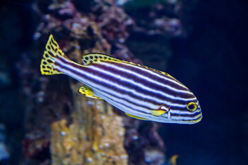 Sweet-lipped striped fish (Lat. Plectorhinchus lineatus) with bright stripes and yellow fins on the background of the seabed. Marine life, exotic fish, subtropics.