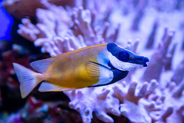 Fish Yellow fox Lo (Foxface rabbitfish) yellow with a beautiful blue muzzle on the background of the seabed. Marine life, exotic fish, subtropics.