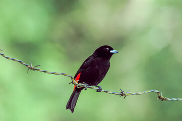 Passerinis Tanager (Ramphocelus passerinii) male in tropical forest of Papaturro River area, Nicaragua