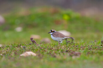 bird on the grass, Little Ringed Plover, Charadrius dubius
