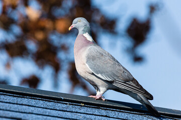 pigeon on a fence