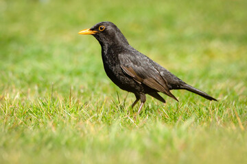 blackbird on the grass
