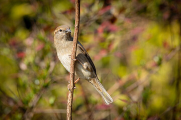 sparrow on a branch