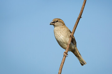sparrow on a branch