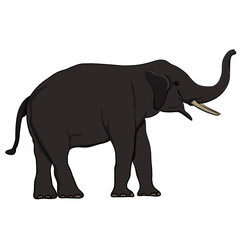 graphics drawing elephant Asia illustration transparency 
