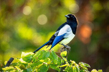 Jay on a branch