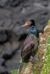 Red-faced Cormorant (Phalacrocorax urile) at St. George Island, Alaska, USA