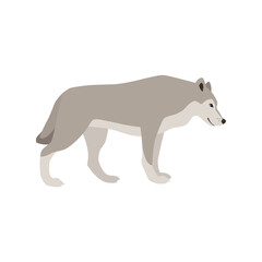 Animal illustration. Walking wolf drawn in a flat style. Isolated object on a white background. Vector 10 EPS
