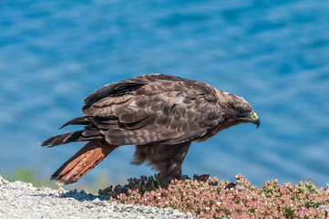 Red-tailed Hawk (Buteo jamaicensis) in Bolsa Chica Ecological Reserve, California, USA