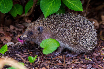 hedgehog in the grass