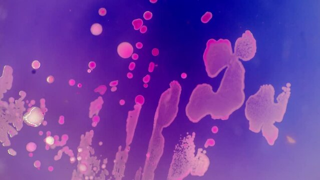 cultivation of bacteria in petri dish for scientific research