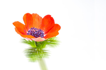 이룰 수 없는 사랑의 꽃 아네모네