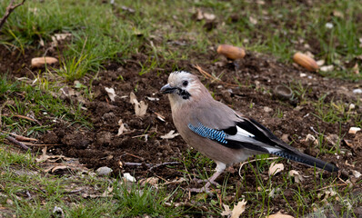 jay, bird, animal, nature, wild, outdoor