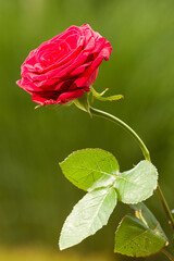 pink rose with dew drops