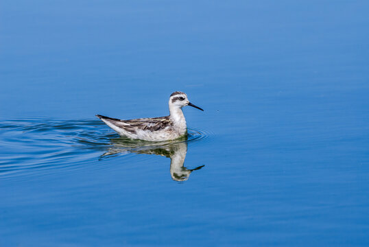 Red-necked Phalarope (Phalaropus lobatus) in fall migration in Devereux Slough, California, USA