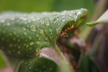 The red ant climbed to the top of the green leaf and eats it
