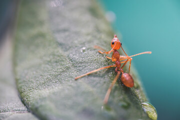 animal, ant family, ant icon, ant walk, ants, ants and prey, arthropod, arthropods, background, close range ants, close-up, closeup, colony, concept, detail, environment, exert, fauna, fighter, forest
