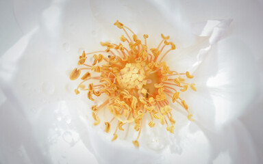 White huge airy rose, macro-festive background for wedding invitation
