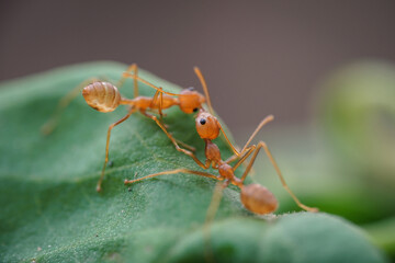 animal, ant family, ant icon, ant walk, ants, ants and prey, arthropod, arthropods, background, close range ants, close-up, closeup, colony, concept, detail, environment, exert, fauna, fighter, forest