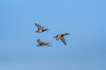 Mallards (Anas platyrhynchos) and Common Pochard (Aythya ferina) drakeMallard (Anas platyrhynchos)