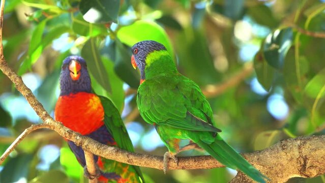 Beautiful Australasian parrot with vibrant plumage, wild rainbow lorikeet bird perching on tree branch, preening its wing feathers at daytime during summer, close up shot.