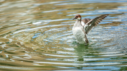 great crested grebe
