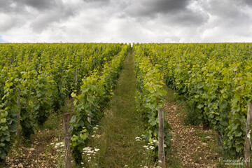 Fototapeta na wymiar Plans de vignes dans le Barséquanais