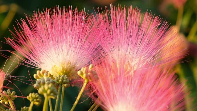 Video of the Persian silk tree (Albizia julibrissin) flowers. Crete. Greece