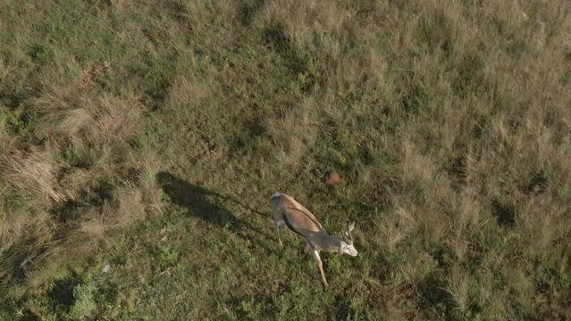 Drone aerial of Springbok antelope ram walking in the wild close up