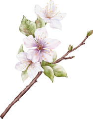 Watercolor Cherry blossom blooming on the branches