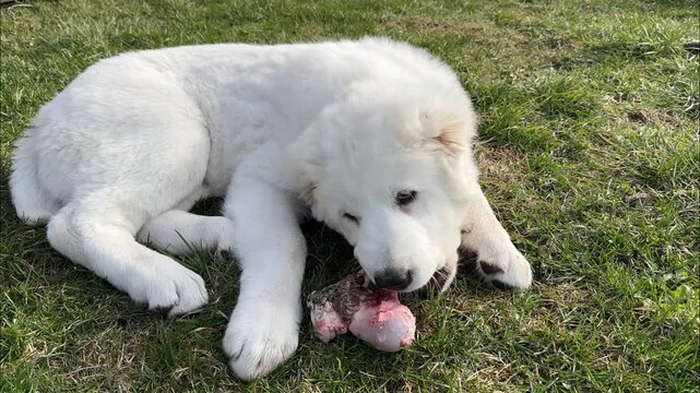 White puppy Alabai gnaws at the epiphysis of the bone outdoors. Dogs Raw Food Diet. Biologically Appropriate Raw Food. BARF