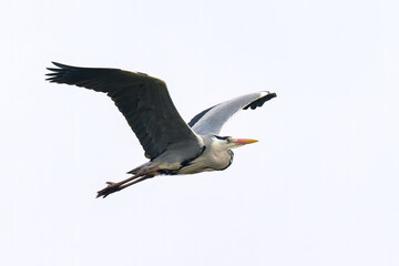 Fototapeta na wymiar A single Grey Heron in flight on a cloudy day