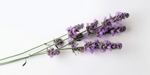 Enchanting Lavender: White Space for Relaxing Beauty Concepts. AI Generated Art. Wallpaper, Background. Concept Art with Whitespace for Beauty and Health.