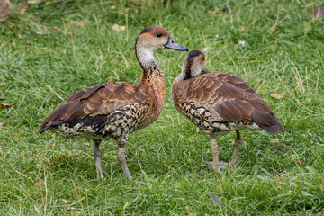 West Indian Whistling Duck (Dendrocygna arborea) in park