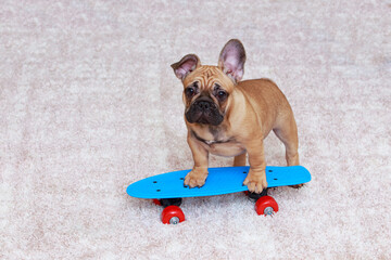 french bulldog puppy