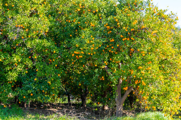 Fototapeta na wymiar Fresh, ripe organic orange hanging on an orange tree full of with fruits in Antaly, Turkey 