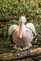 Dalmatian Pelican (Pelecanus crispus) on lake