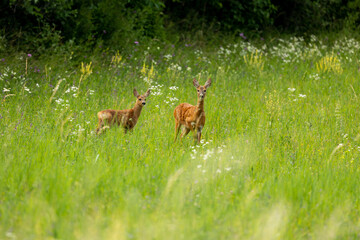 Doe with fawn in the grass