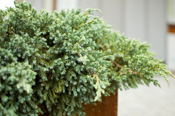 Green plants in corten flower pot close up.