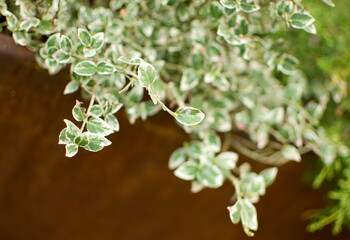 Green plants in corten flower pot close up.