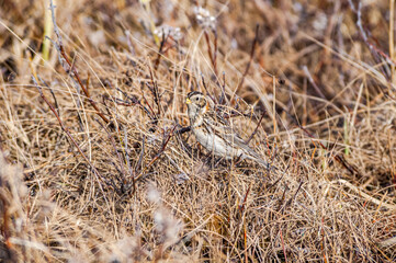 Fototapeta premium Lapland Longspur (Calcarius lapponicus) in Barents Sea coastal area