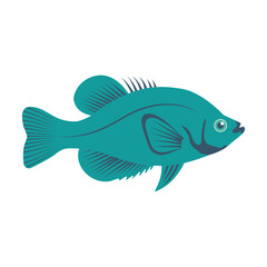 Crappie isolated on white background. Fish in cartoon style. Vector illustration flat design.