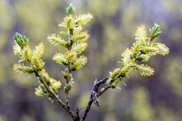 Willow, tree branch with male catkins. Salix.