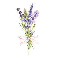 Watercolor botanical illustration. Bouquet of purple lavender flowers with a pink bow. Isolated on a white background. A fragrant field herb. For packaging design of cosmetics, aroma sachets, prints
